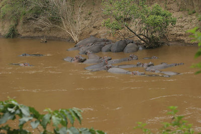 Hippo pod in the Mara River .jpg