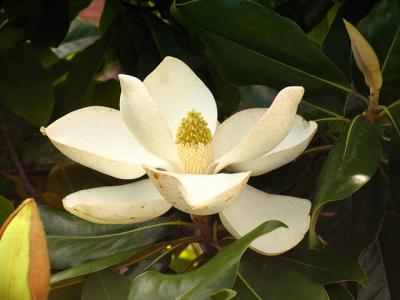 Pro 1 magnolia.jpg