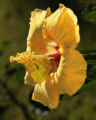 yellow butterflly best cop yleaf.jpg