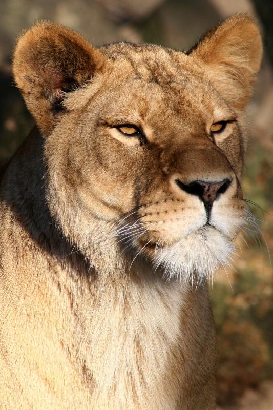 Panthera leo <br>Lion <br>Leeuw 
