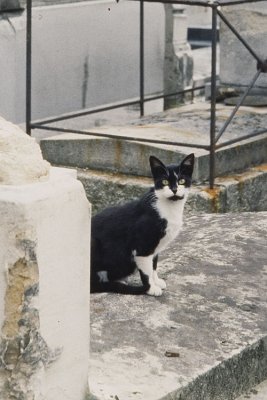 Chat de cimetire