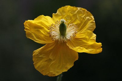 Meconopsis cambrica <br> Welsh poppy <br>Schijnpapaver 