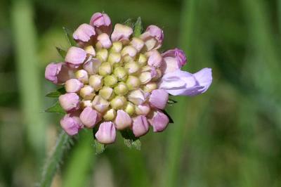 Knautia arvensis Field scabious Beemdkroon