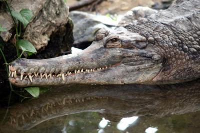 Tomistoma schlegelii <br>False gharial <br>Onechte gaviaal