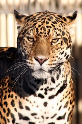 Panthera onca Jaguar