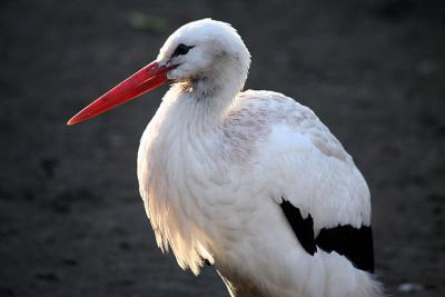 Ciconia Ciconia White stork Ooievaar
