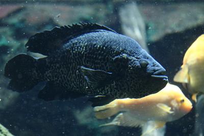 Paratilapia polleni Bleeker  Black Diamond Cichlid