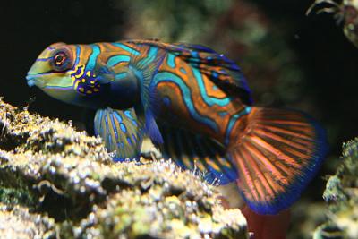 Synchiropus splendidus mandarinfish blauwe mandarijnpitvis
