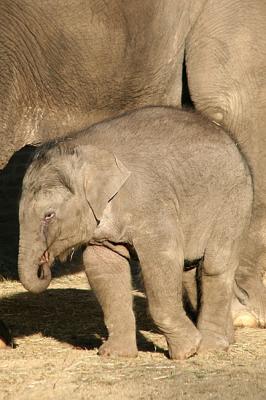 Elephas maximus Asiatic elephant Aziatische Olifant 