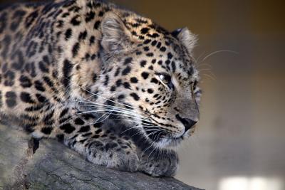 Panthera pardus orientalis Amur leopard Amoerpanter