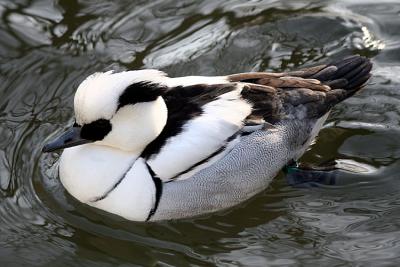 Mergus albellus Smew Nonnetje