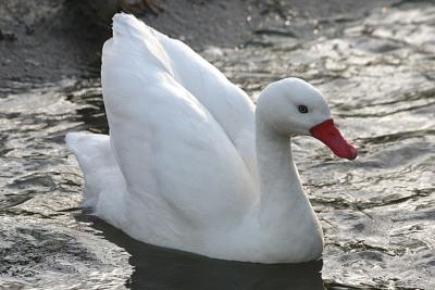 Coscoroba coscoroba Coscoroba swan Coscoroba