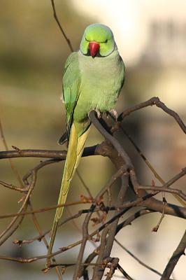 Psittacula krameri Rose-Ringed Parakeet Halsbandparkiet