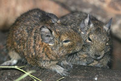 Octodon degus<br>Degu<br>Deegoe