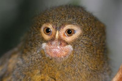 Cebuella pygmaea Pigmy marmoset Dwergoeistiti