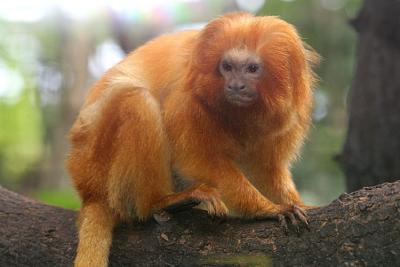 Leontopithecus rosalia Golden lion tamarin Gouden leeuwaapje	