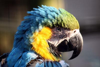 Ara ararauna Blue-and-yellow macaw Blauwgele ara