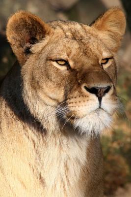 Panthera leo Lion Leeuw 