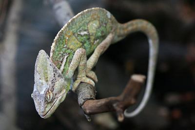 Chamaeleo chamaeleo calyptratus Yemen Chameleon Jemenkameleon