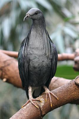 Caloenas nicobarica Nicobar pigeon Manenduif