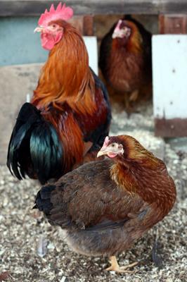 Barnevelder