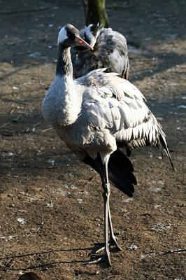 Grus grus Common Crane  Kraanvogel