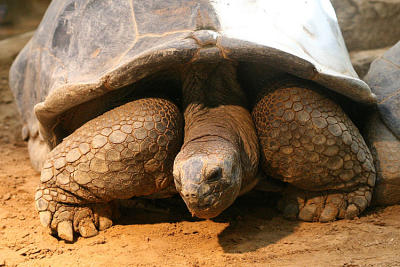 Dipsochelys dussumieri Aldabra Giant TortoiseAldabra reuzenschildpad
