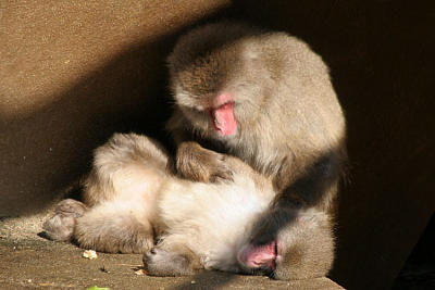 Macaca fuscata <br>Japanese Macaque<br>Japanse Makaak