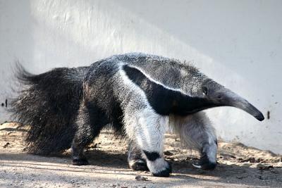 Myrmecophaga tridactyla Giant anteater Reuzenmiereneter