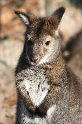 Macropus rufogriseus rufogriseusRed-necked wallabyBennet walibie