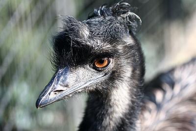Dromaius novaehollandiae Emu Emoe
