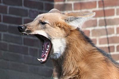 Chrysocyon brachyurusManed wolf Manenwolf
