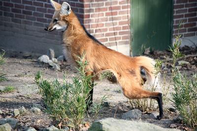 Chrysocyon brachyurusManed wolf Manenwolf