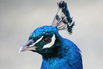 Pavo cristatus Peacock Pauw