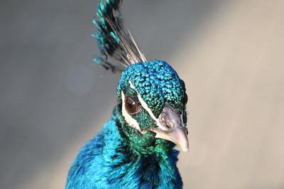 Pavo cristatus Peacock Pauw