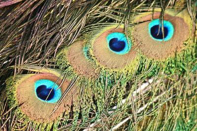 Pavo cristatus Peacock Pauw