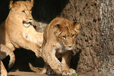 Panthera leo Lion Leeuw 