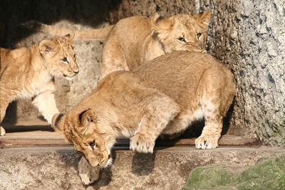 Panthera leo Lion Leeuw 