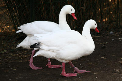 Coscoroba coscoroba Coscoroba swan Coscoroba