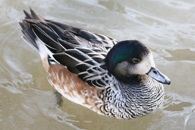 Mareca sibilatrix Chiloé wigeon Chileense smient