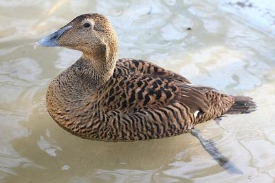 Somateria mollissima Common Eider Eidereend