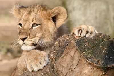 Panthera leo Lion Leeuw