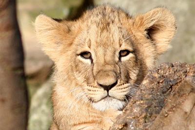 Panthera leo Lion Leeuw