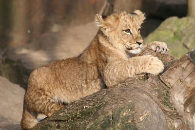Panthera leo Lion Leeuw