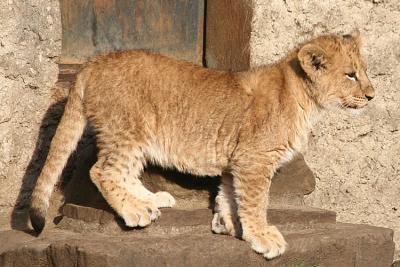 Panthera leo Lion Leeuw