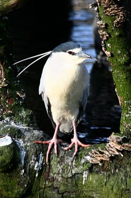 Nycticorax nycticorax Black-crowned night heron Kwak