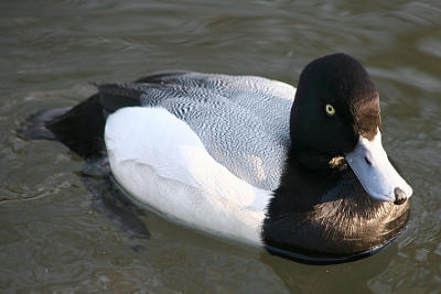 Aythya marila Greater scaup Toppereend