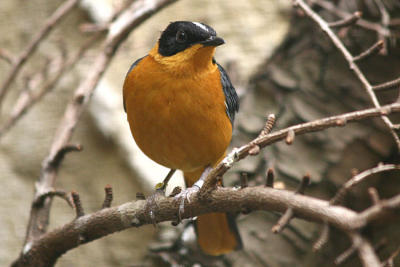 Cossypha niveicapilla Snowy-crowned robin-chat Witkruinlawaaimaker