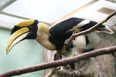 Buceros bicornis Great Hornbill Dubbelhoornige neushoornvogel 
