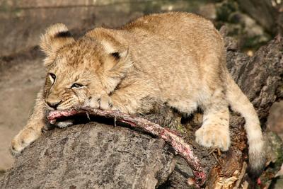 Panthera leo Lion Leeuw